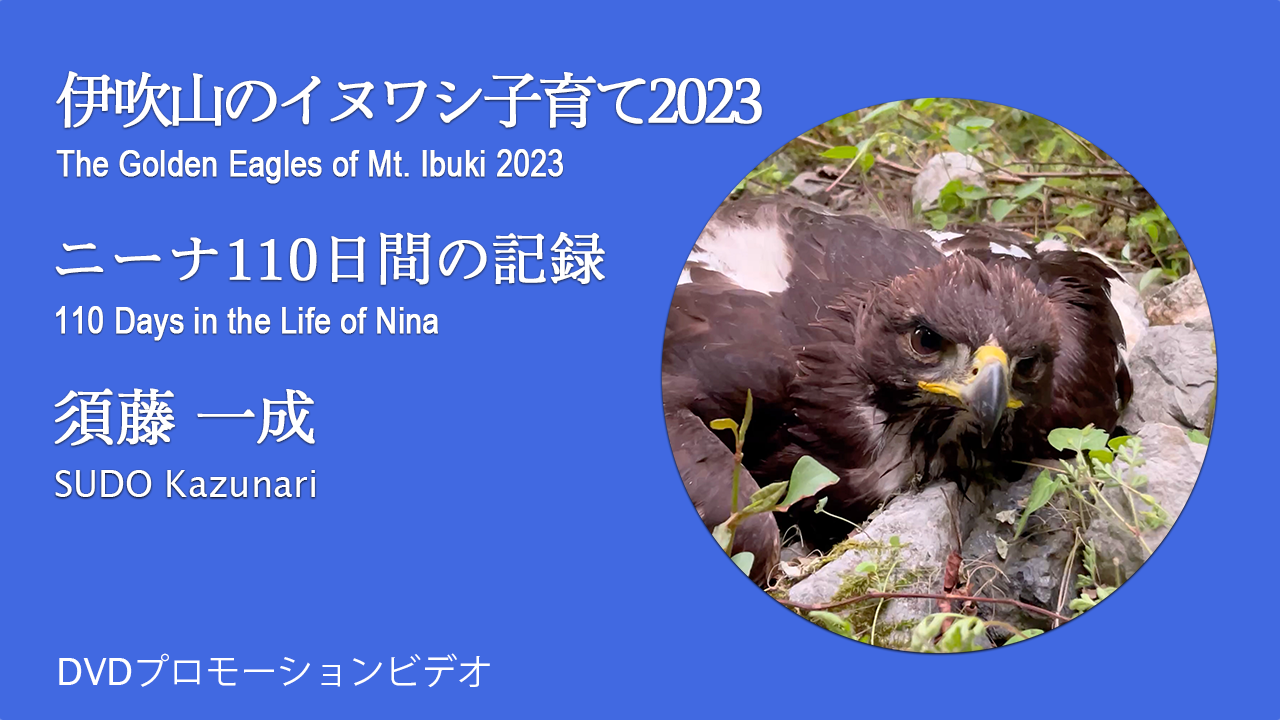 DVD『伊吹山のイヌワシ子育て2023』